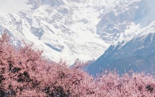 林芝桃花节跟团游大概费用？林芝桃花节跟团七日游多少钱？