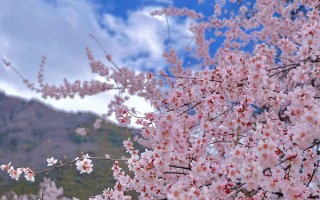 3月份去林芝旅游大概费用？3月份去林芝旅游省心游玩攻略？