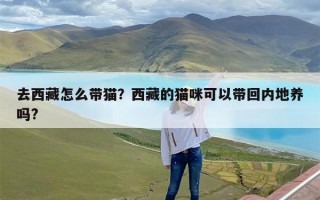 去西藏怎么带猫？西藏的猫咪可以带回内地养吗?