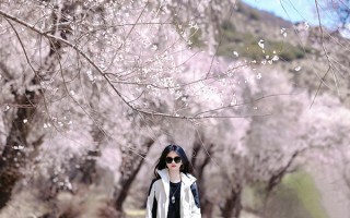 3月份去林芝旅游一般多少钱？三月份去林芝旅游一周费用多少？
