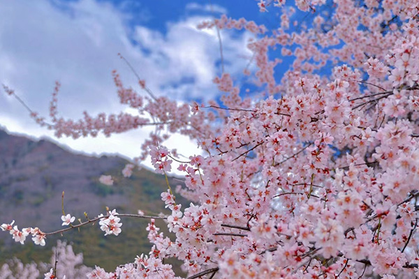 桃花2.jpg 桃花2.jpg